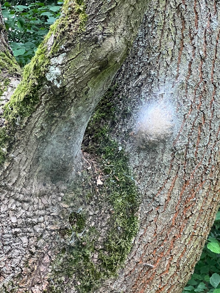 Giftköder-Eichenprozessionsspinner Nest-Profilbild