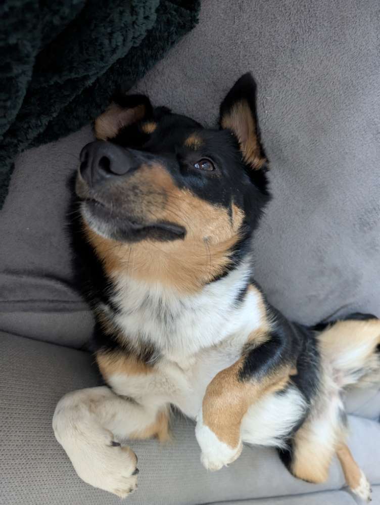 Hundetreffen-Spiel- und Gassirunde-Profilbild