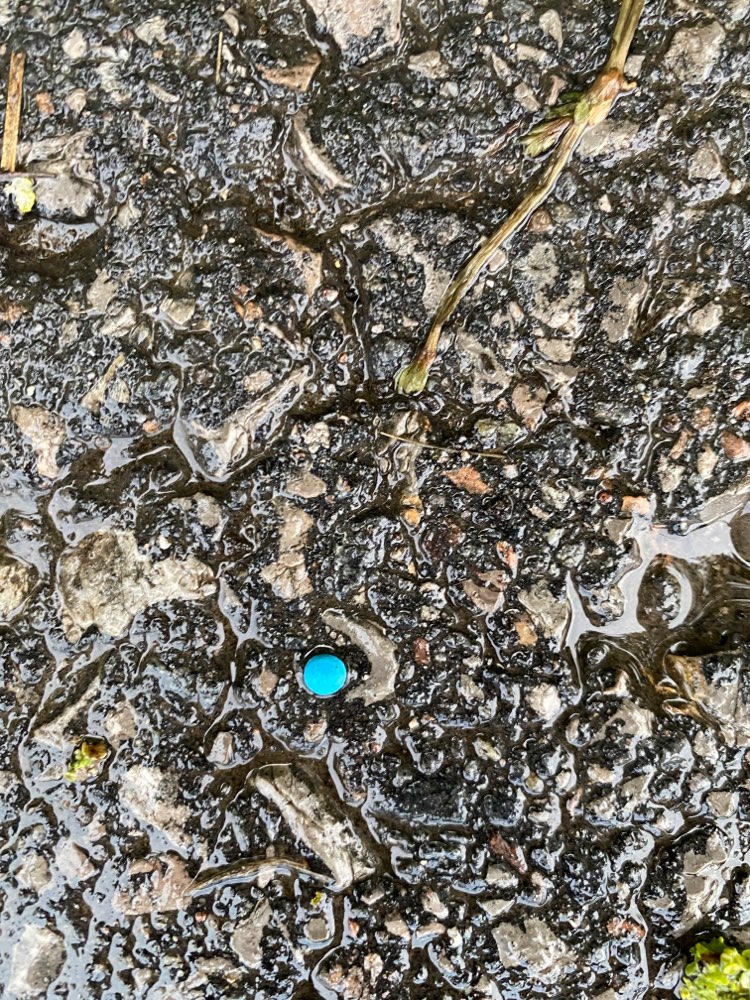 Giftköder-Blaukorn oder Rattengift Rinschheim-Profilbild