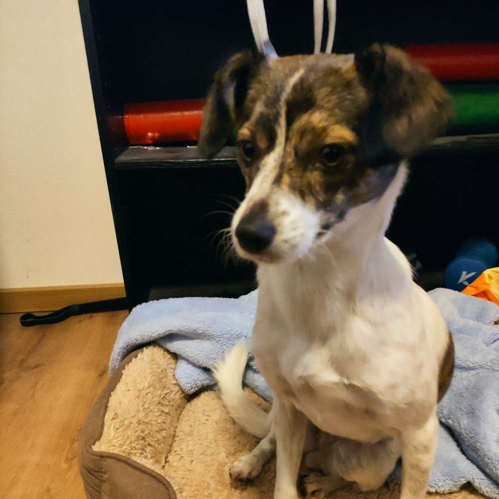 Hundetreffen-Junghund sucht Gassipartner-Profilbild