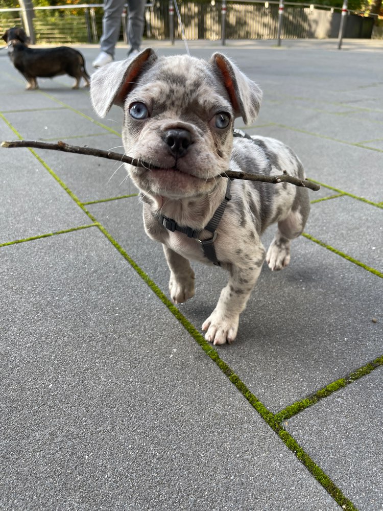 Hundetreffen-Welpentreffen zum Spielen-Profilbild