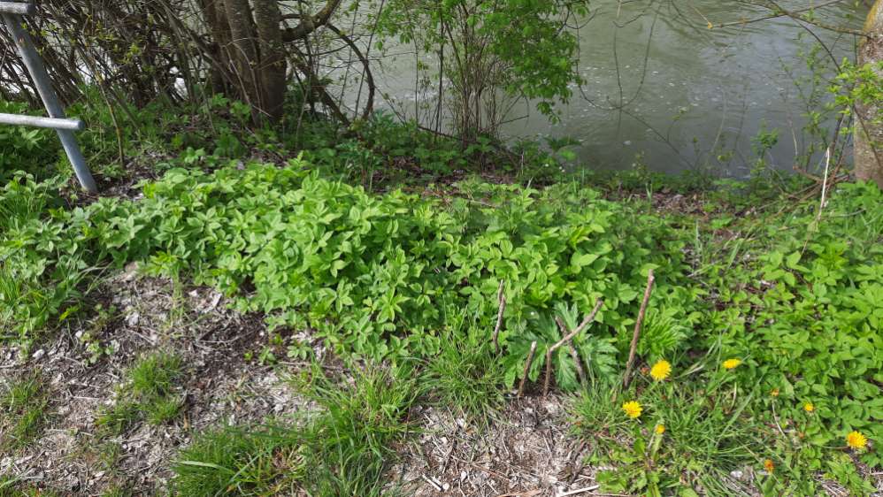 Giftköder-Bärenklau-Profilbild