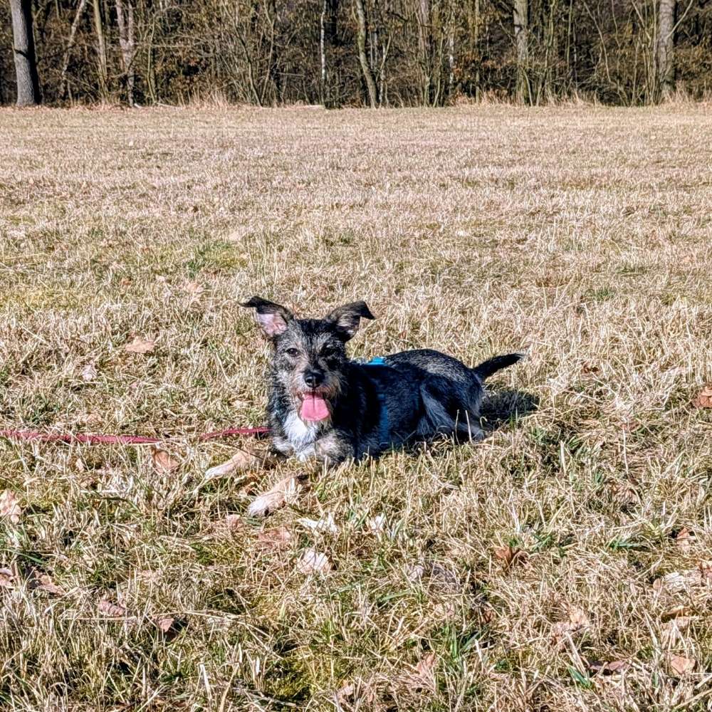 Hundetreffen-Positives Hundetraining und -treffen-Profilbild