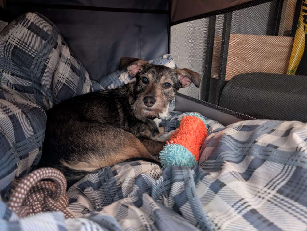 Hundetreffen-Positives Hundetraining und -treffen-Profilbild