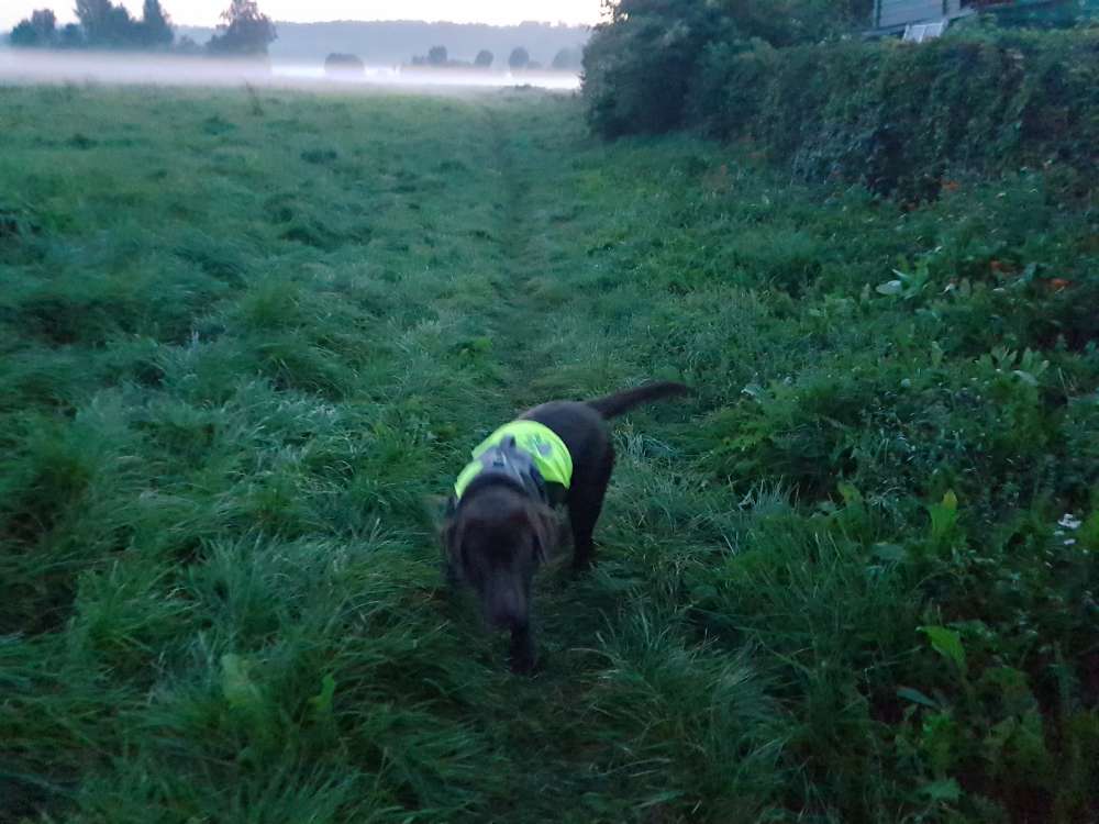 Hundetreffen-Junghundetreffen-Profilbild