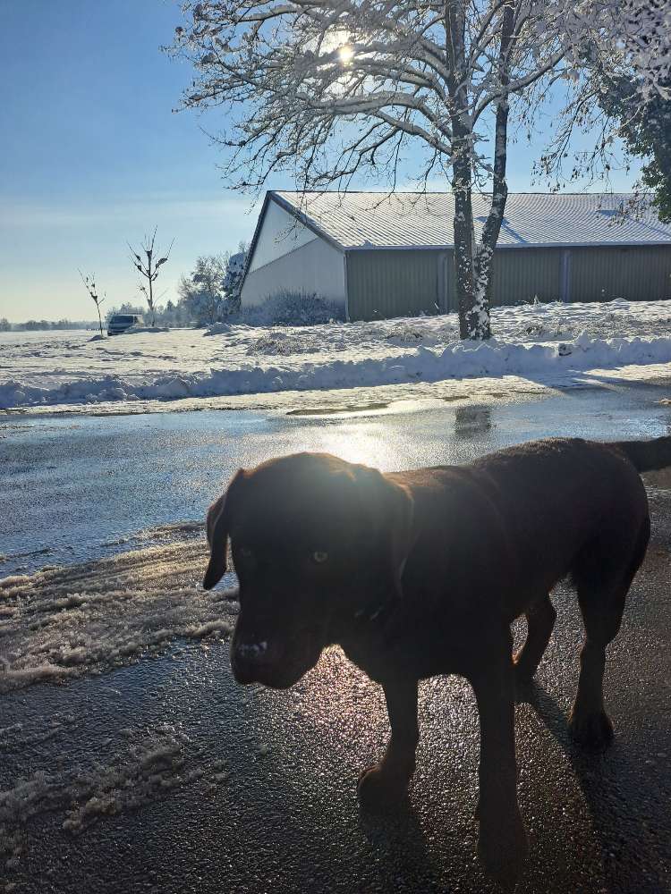 Hundetreffen-Nachwuchs geplant, suche LABRADORrüde (braun Showlinie mit Papieren) für Treffen-Profilbild