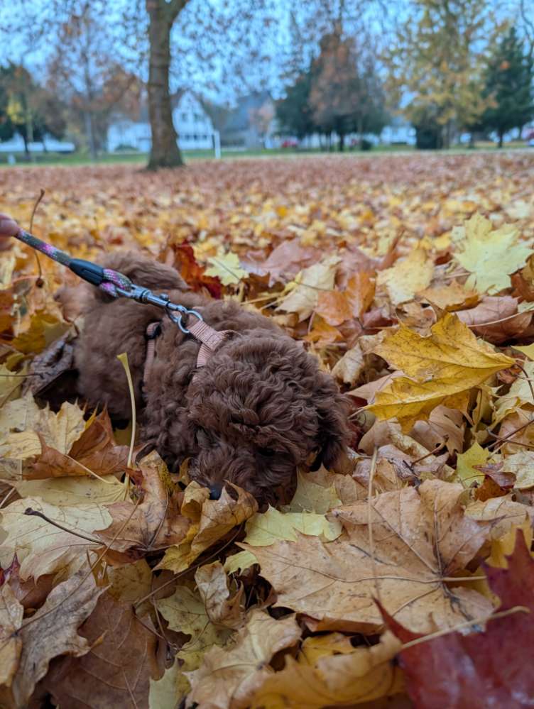 Hundetreffen-Welpentreffen in Lendersdorf, Düren (im Park)-Profilbild