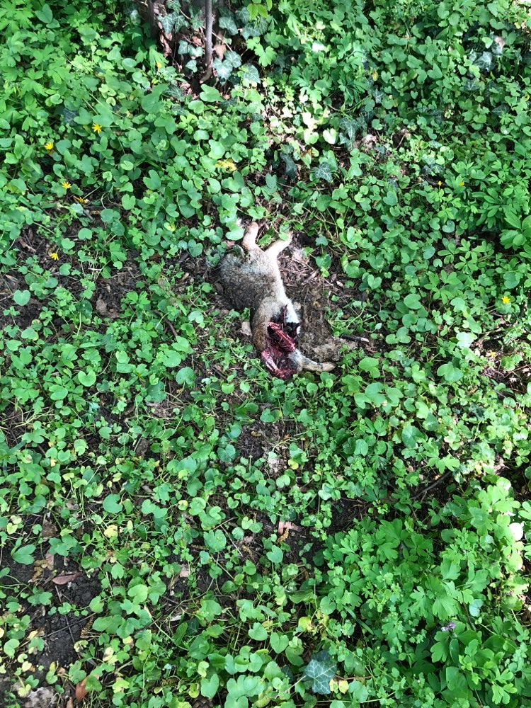 Giftköder-Toter Hase-Profilbild