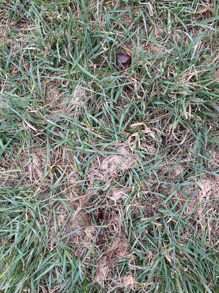 Giftköder-Fleischbrocken-Profilbild