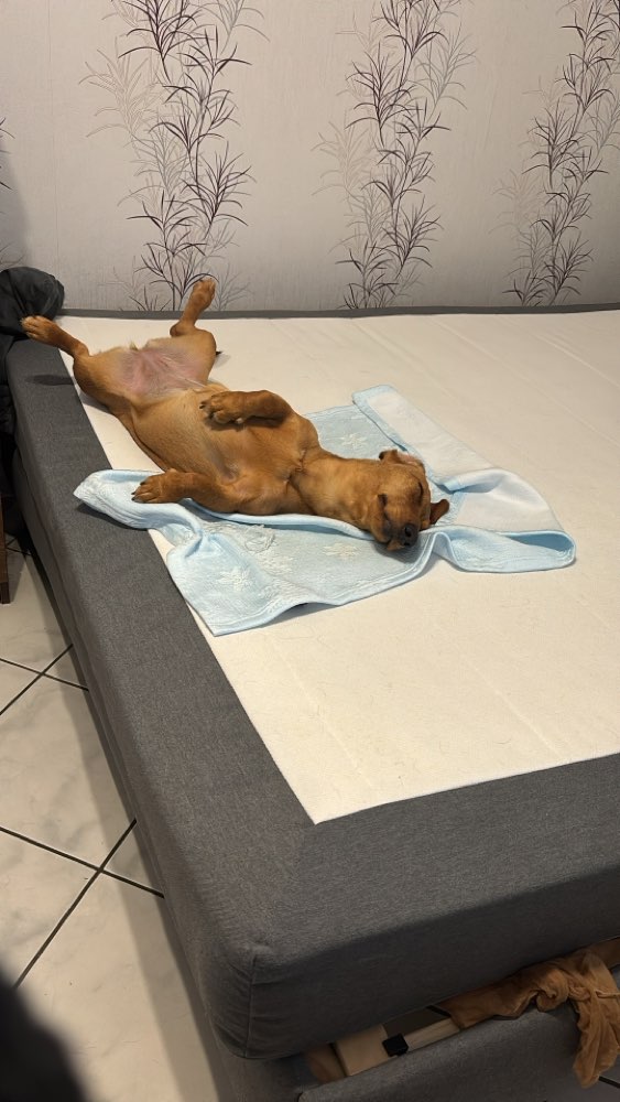 Hundetreffen-Gemeinsame Spielrunde und Gassi-Profilbild