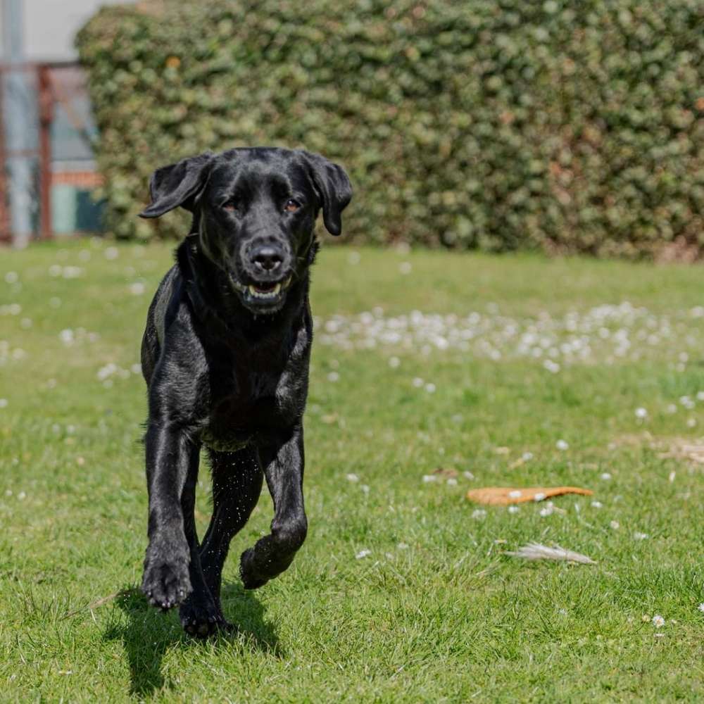 Hundetreffen-Spieltreffen und/oder gemeinsame Spaziergänge-Profilbild