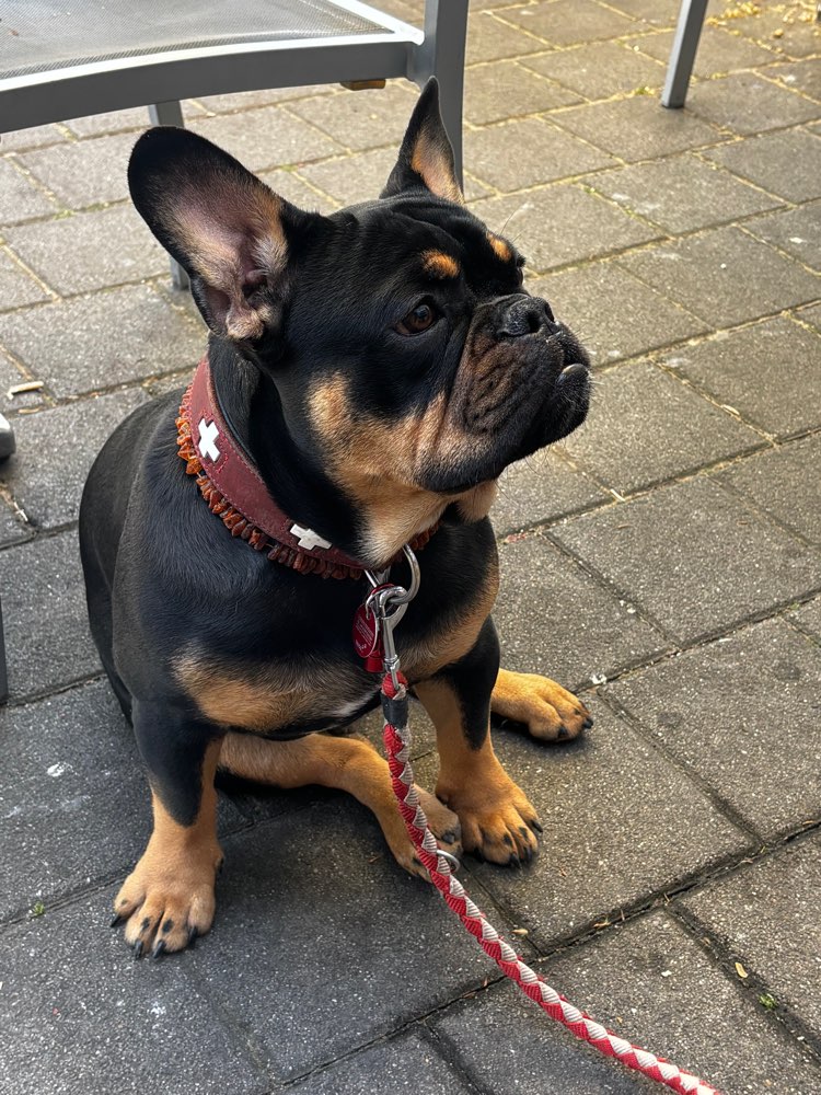 Hundetreffen-Welpentreffen-Profilbild