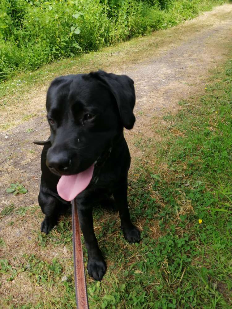 Hundetreffen-Gassirunde mit netten kumpels-Profilbild