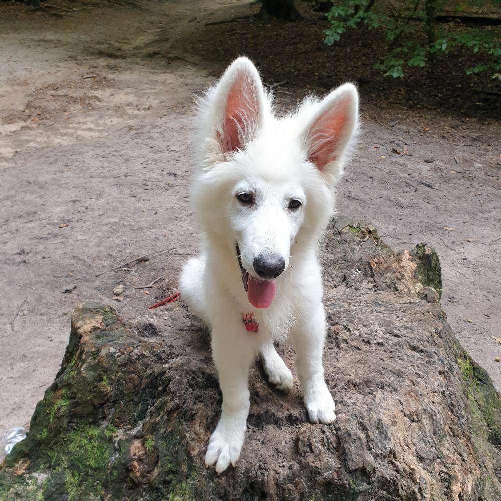 Hundetreffen-Welpentreffen harburg-Profilbild