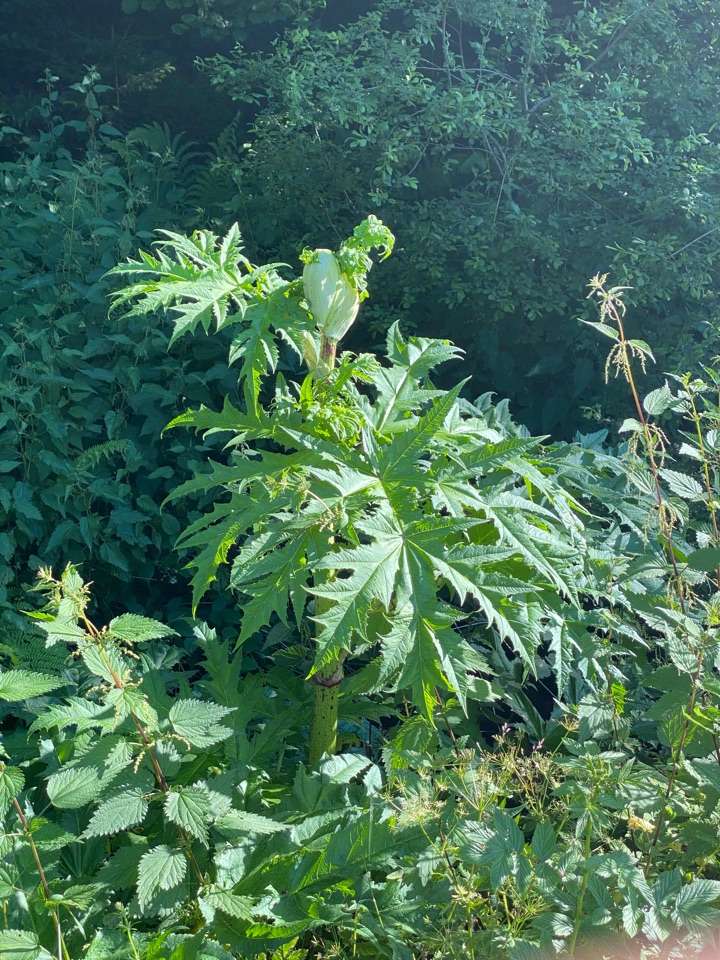 Giftköder-Bärenklau im Dobeltal-Profilbild