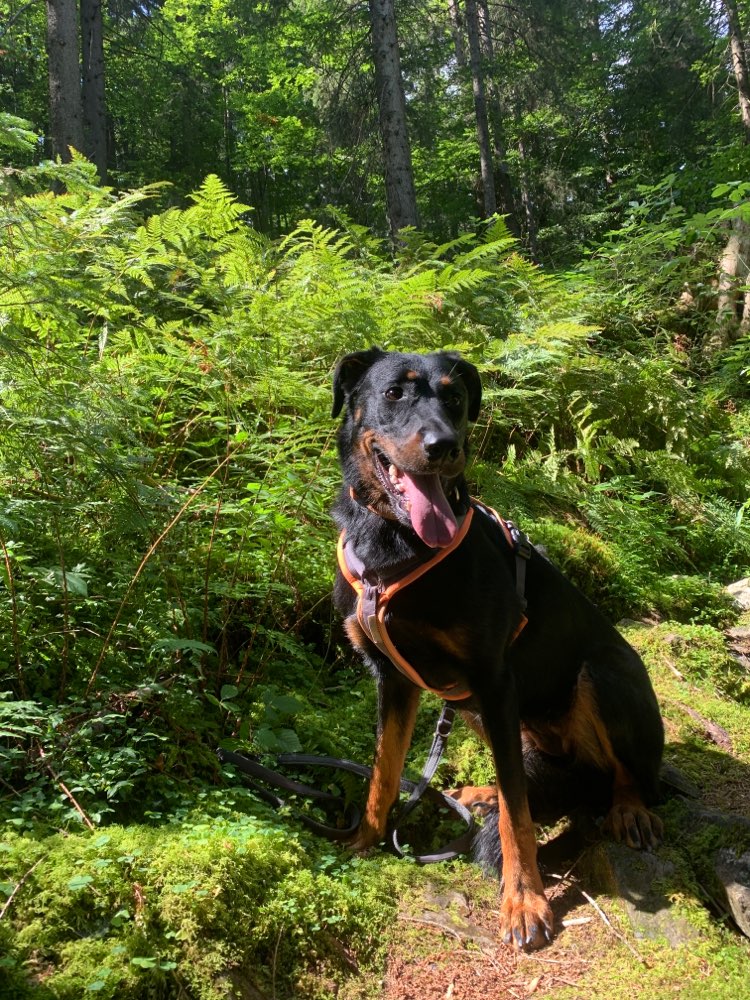 Hundetreffen-Social-Walk-Profilbild