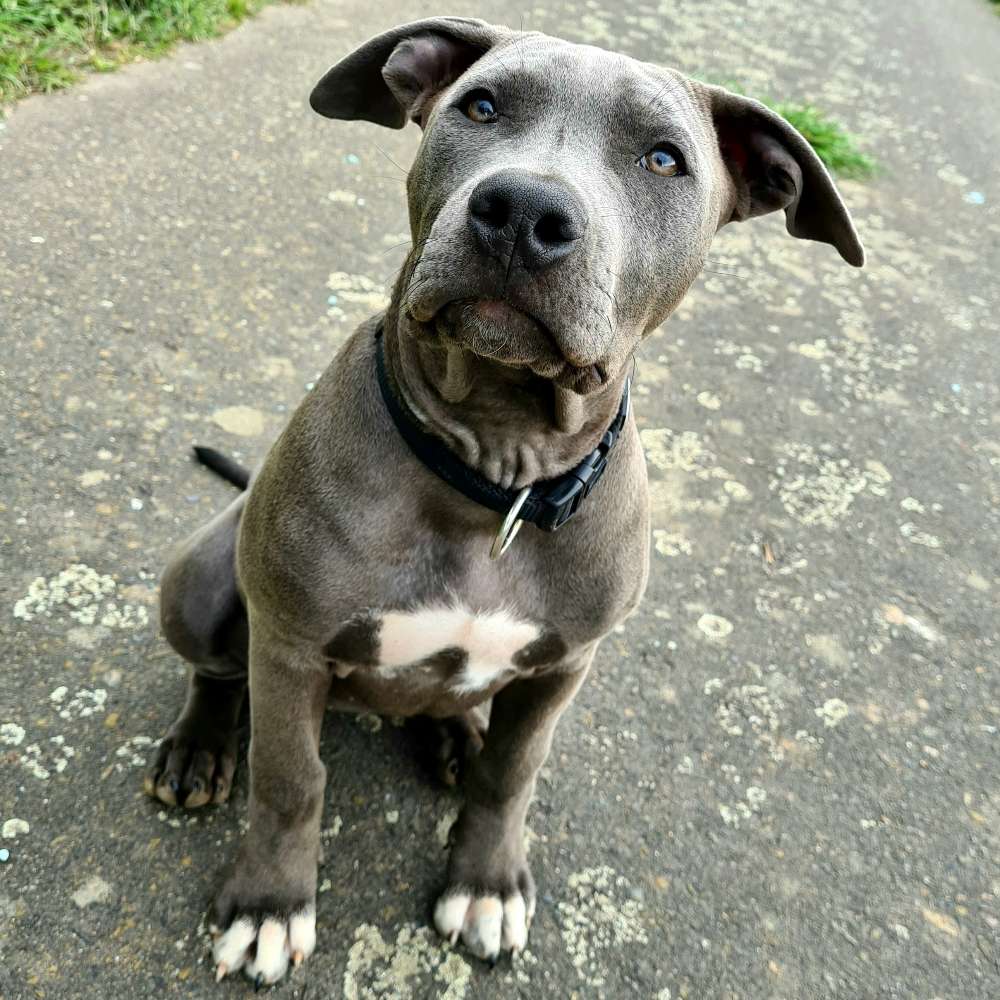 Hundetreffen-Spieletreffen-Profilbild