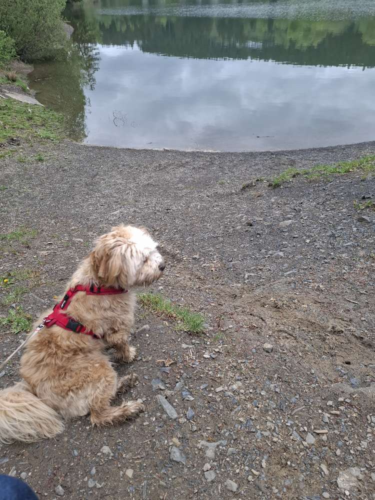 Hundetreffen-Junghundetreff-Profilbild