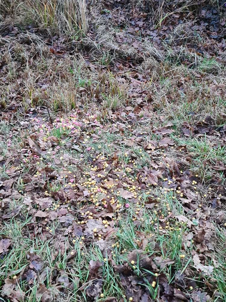 Giftköder-Evtl. Giftköder-Profilbild