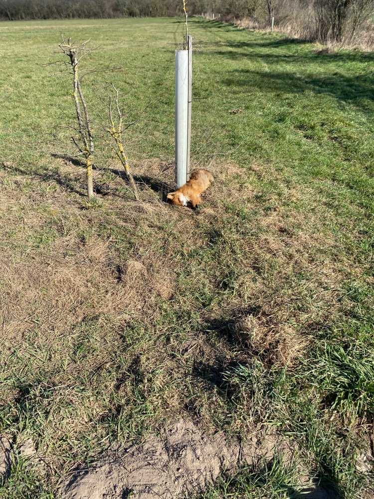 Giftköder-Toter Fuchs-Profilbild