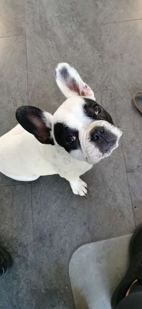 Hundetreffen-Bullyfreund/in zum Spielen gesucht-Profilbild