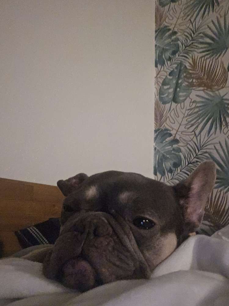 Hundetreffen-Frenchie sucht Frenschies zum toben und spielen-Profilbild