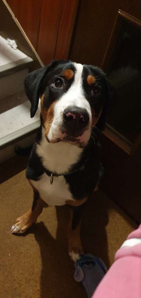 Hundetreffen-Spiel- und Gassirunde für große Babys-Profilbild