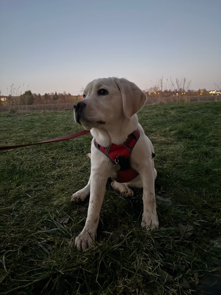 Hundetreffen-Hundekontakt, Spielerunde, Gassirunde-Profilbild