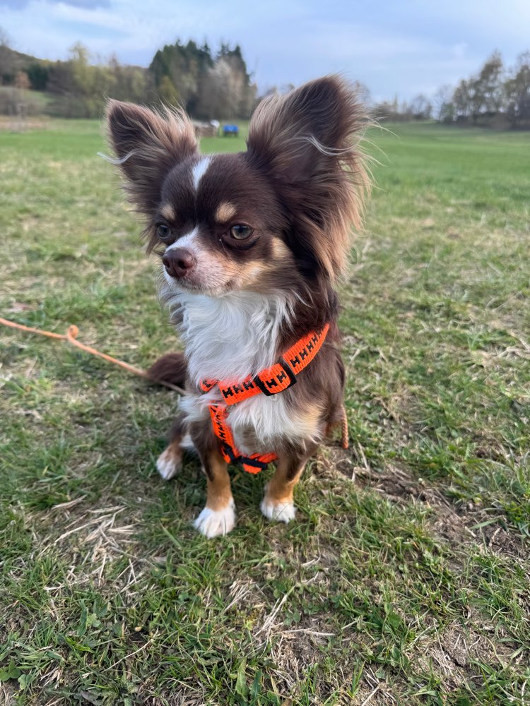 Hundetreffen-Kleine Hunde treffen-Profilbild