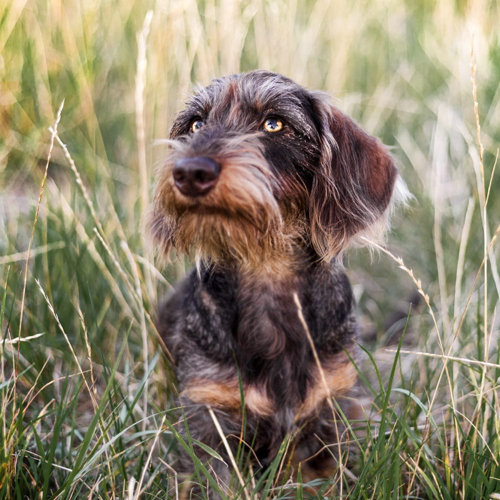 Hundetreffen-Junghundetreffen ( Dortmund,Lünen und Umgebung)-Profilbild