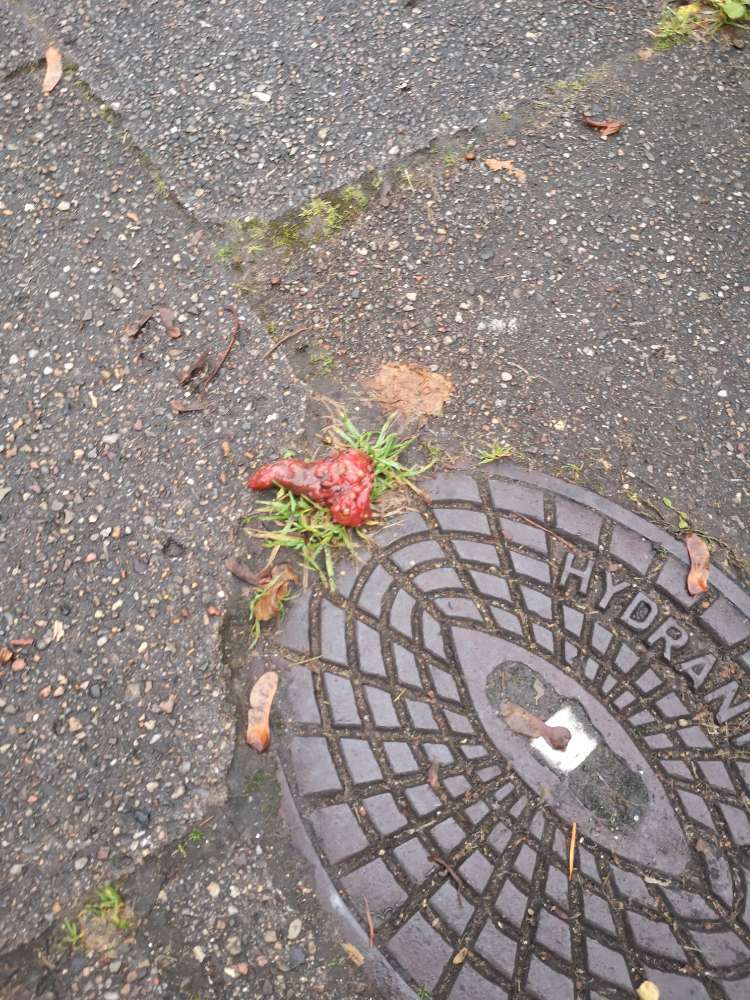 Giftköder-Giftköder auf dem Gehweg-Profilbild