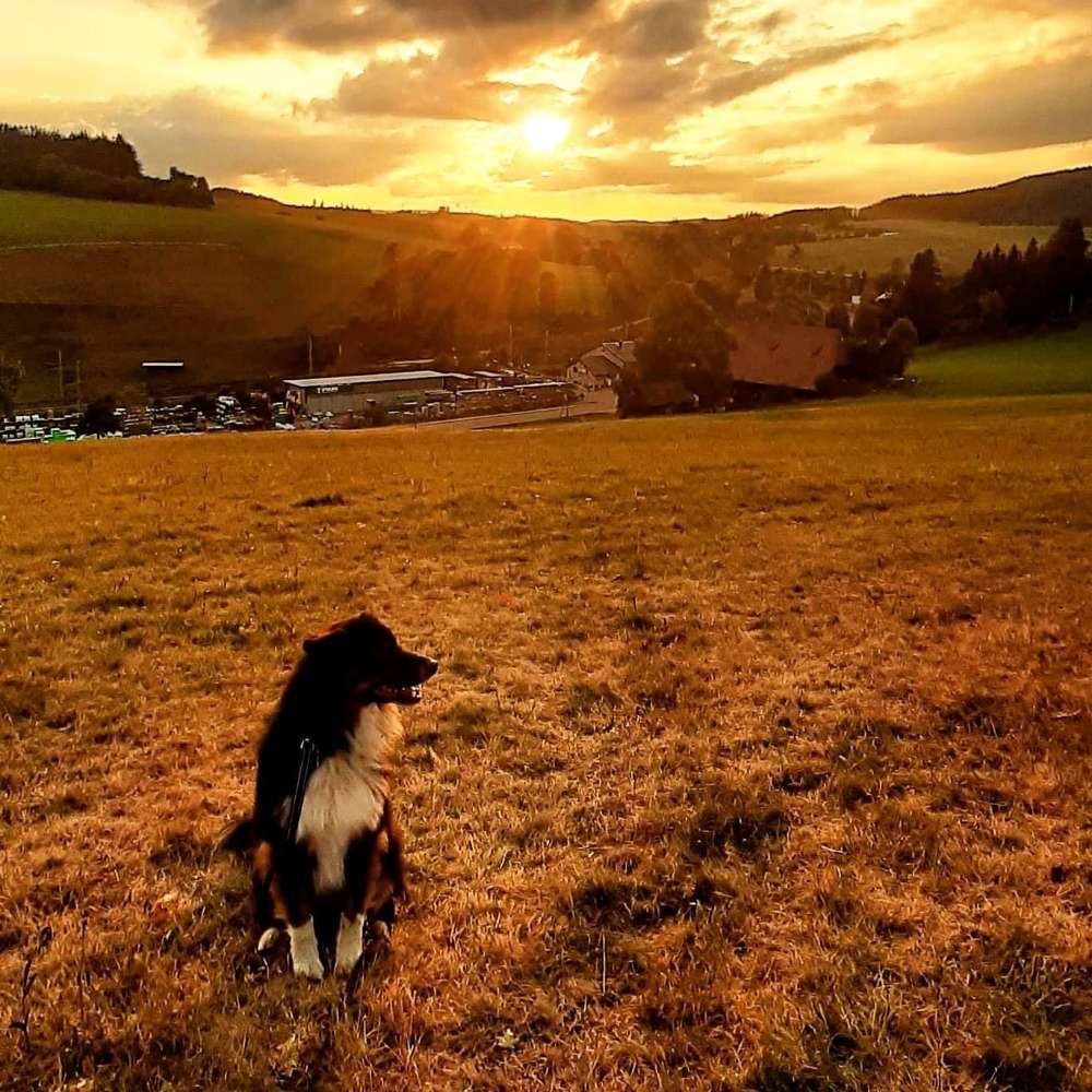 Hundetreffen-Gassirunden und anschließender spielrunde.-Profilbild