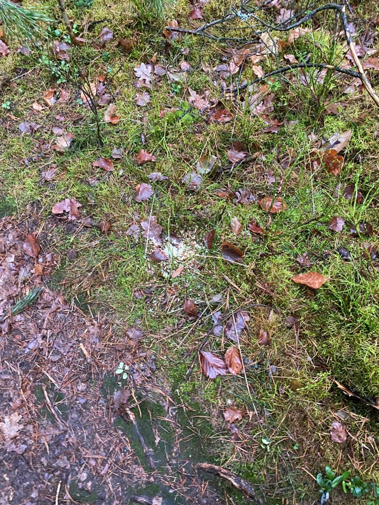 Giftköder-Weiße Kugeln am Weg-Profilbild