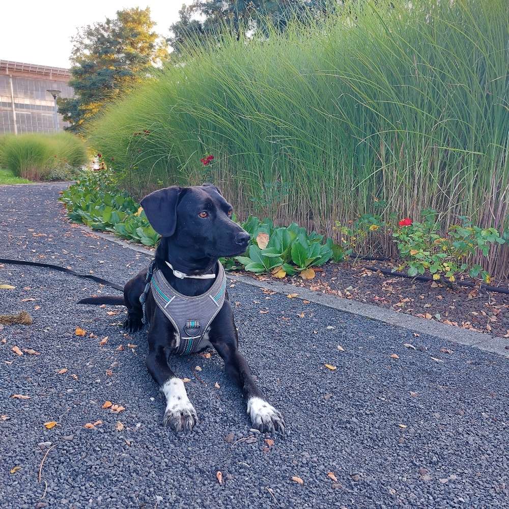 Hundetreffen-Regelmäßige Gassi - und Spielrunde-Profilbild