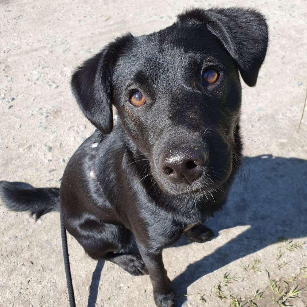 Hundetreffen-Spieltreffen im Hockgraben-Profilbild