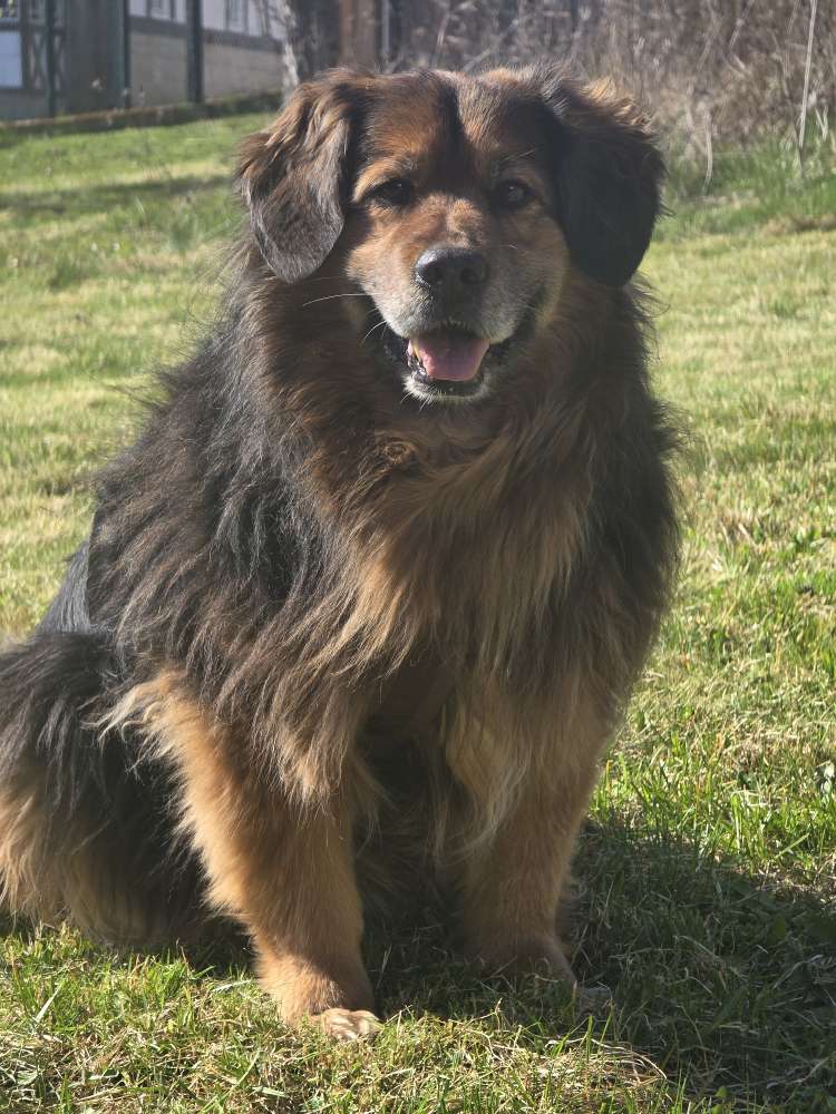 Hundetreffen-Gassi kumpel in Grünenplan-Profilbild