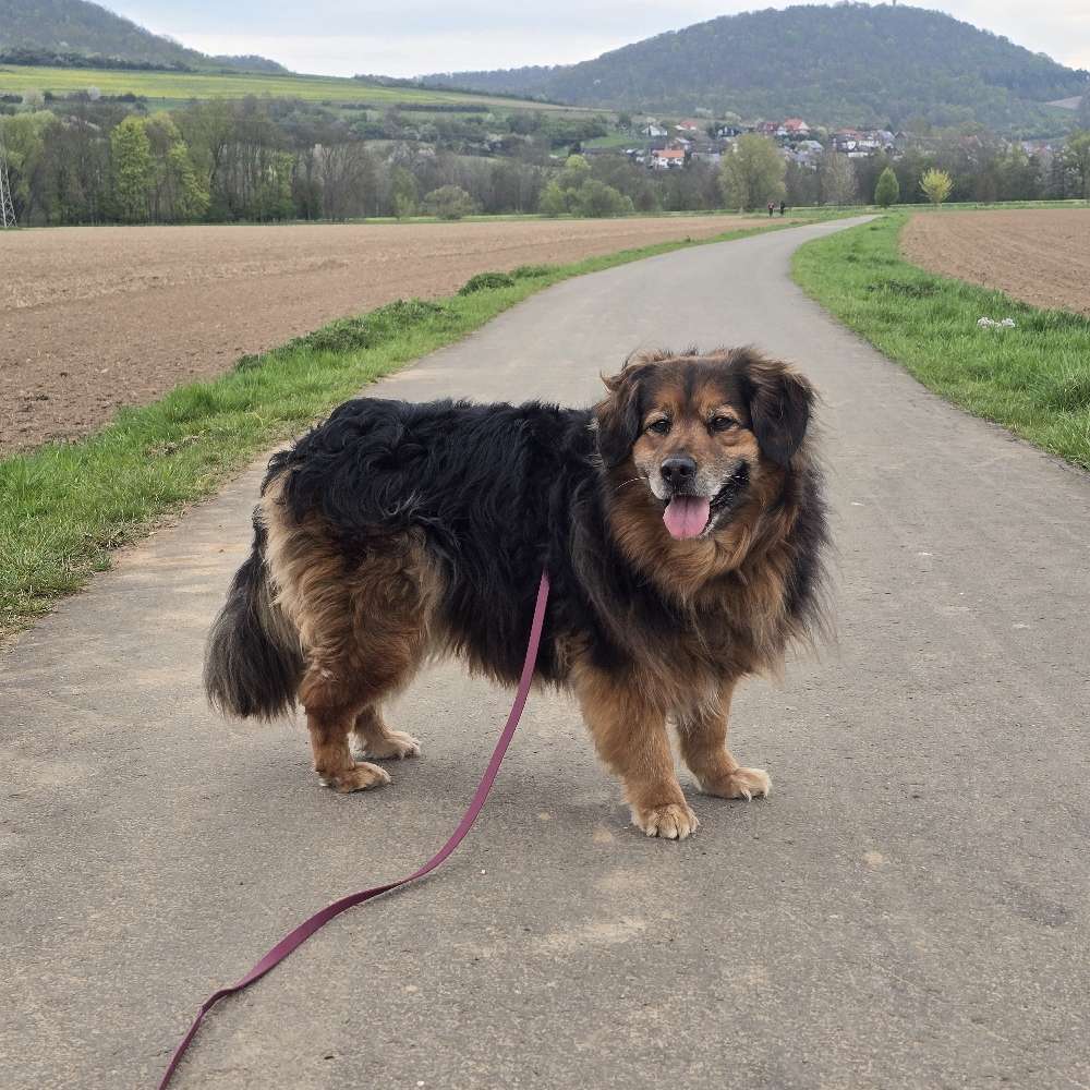 Hundetreffen-Soziale kontakte gesucht-Profilbild