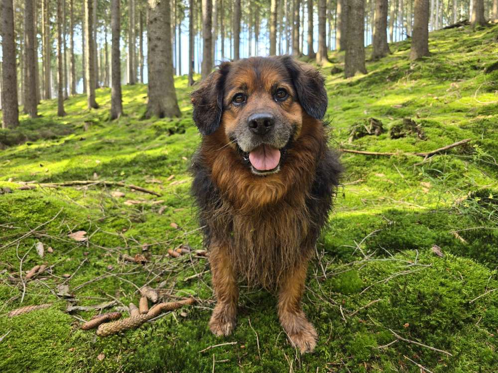 Hundetreffen-Gelegentliches gassi gehen-Profilbild