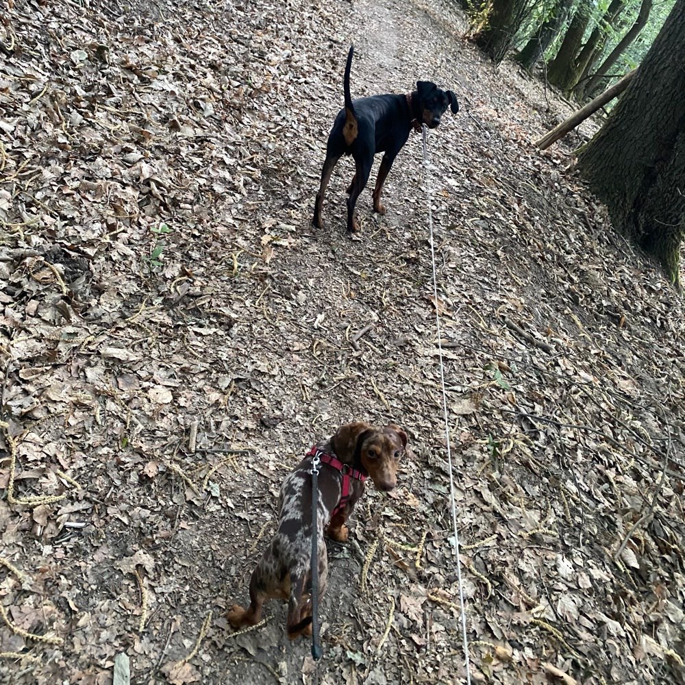 Hundetreffen-Spielrunde/Sozialisierung-Profilbild