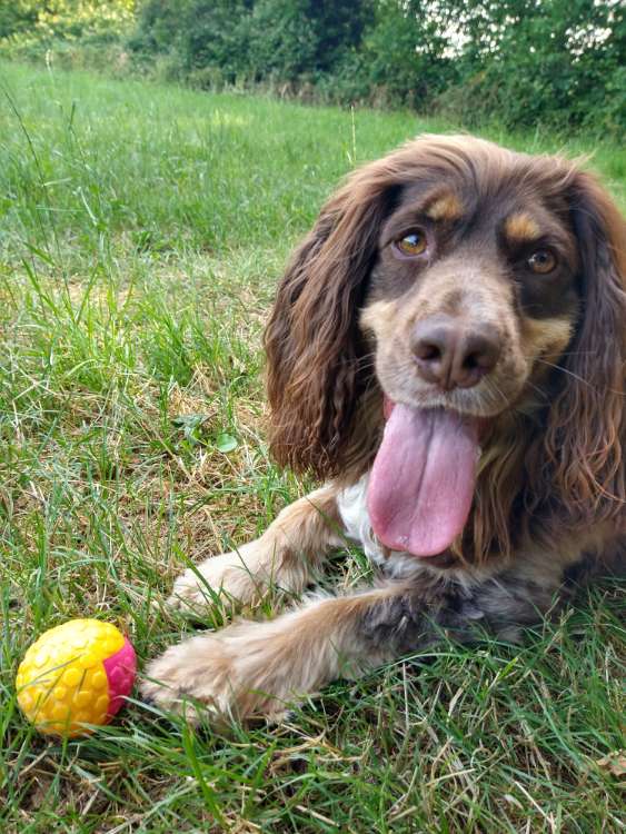 Hundetreffen-Suchen Gassibegleitung-Profilbild