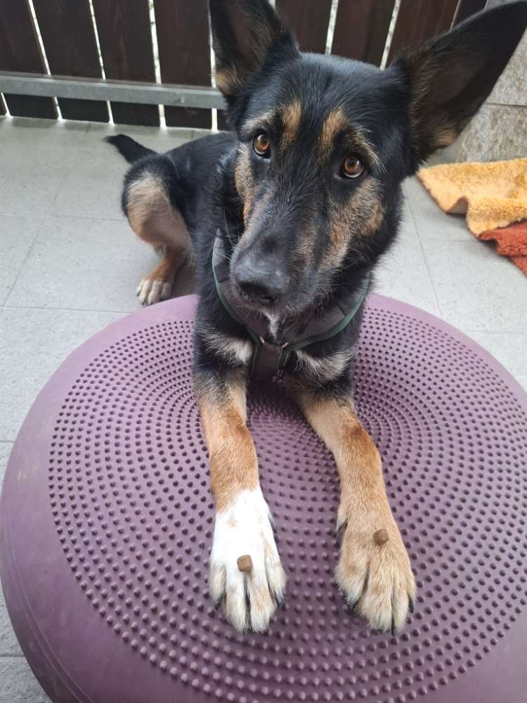 Hundetreffen-Gemeinsame Gassirunden-Profilbild