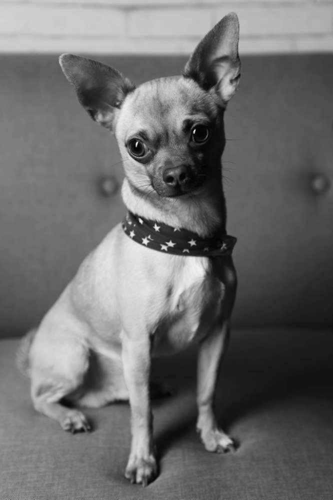 Hundetreffen-Jimmy sucht kleinen Freund-Profilbild