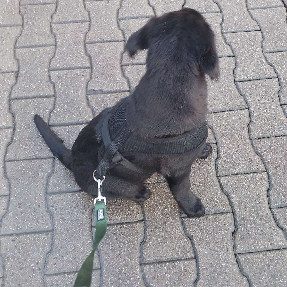 Hundetreffen-Welpentreffen tobe runde-Profilbild