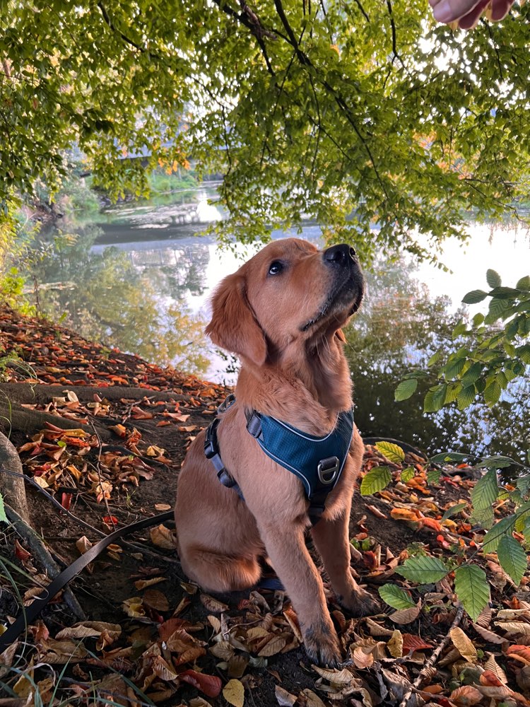 Hundetreffen-Sozialisierung-Profilbild