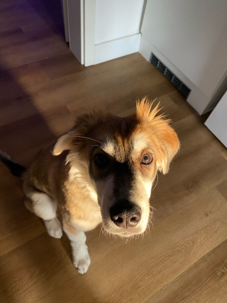 Hundetreffen-Spiel-gassi-trainingspartner gesucht-Profilbild