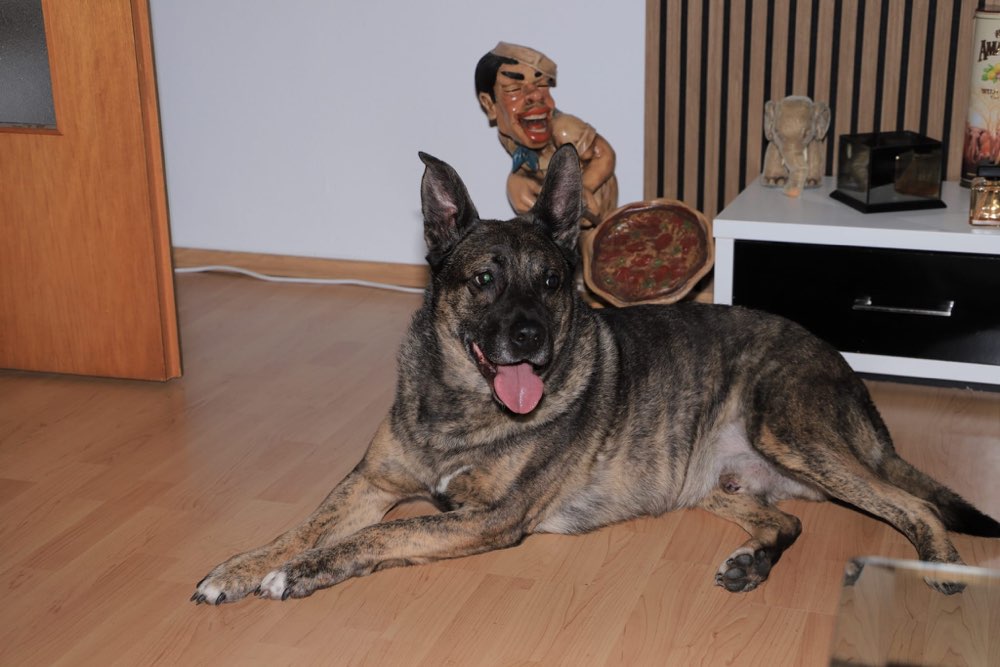 Hundetreffen-Social Walk !-Profilbild