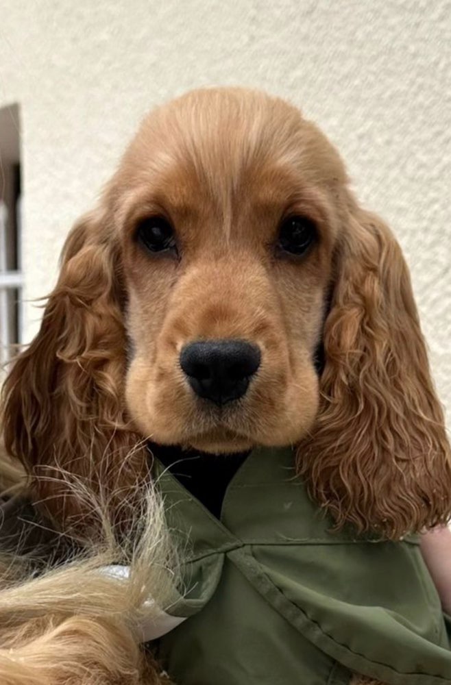 Hundetreffen-Welpentreffen-Profilbild