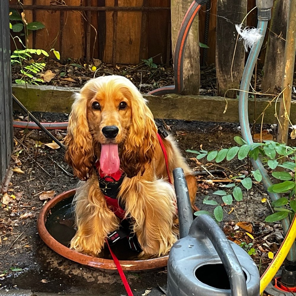 Hundetreffen-Spiel & Gassirunde-Profilbild
