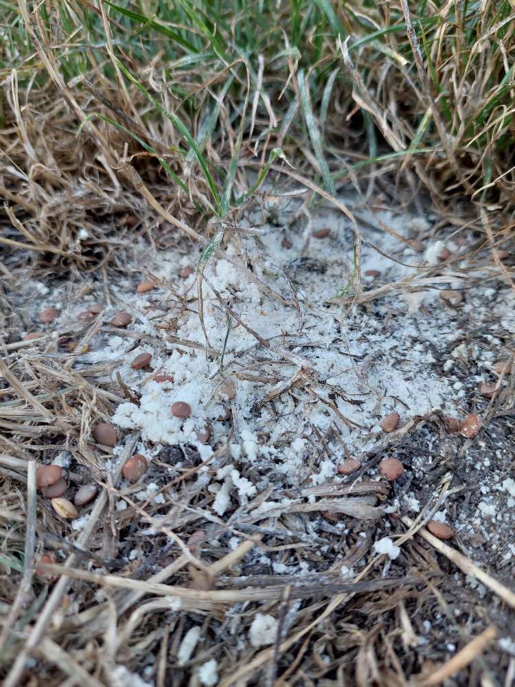 Giftköder-Weißes Pulver mit Linsen und Reis-Profilbild