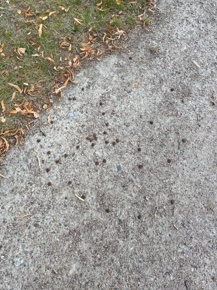 Giftköder-Möglicherweise Giftköder-Profilbild